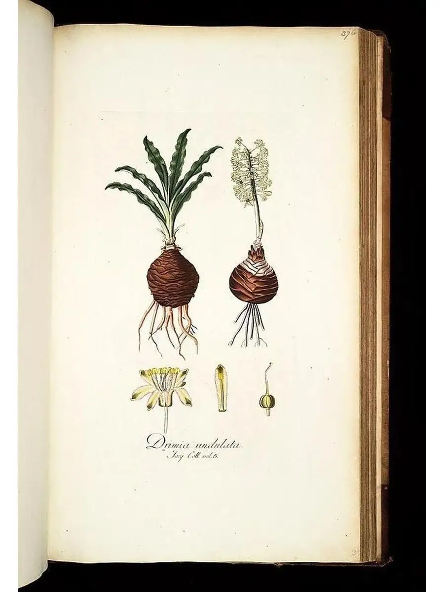 Ботаника постер на стену