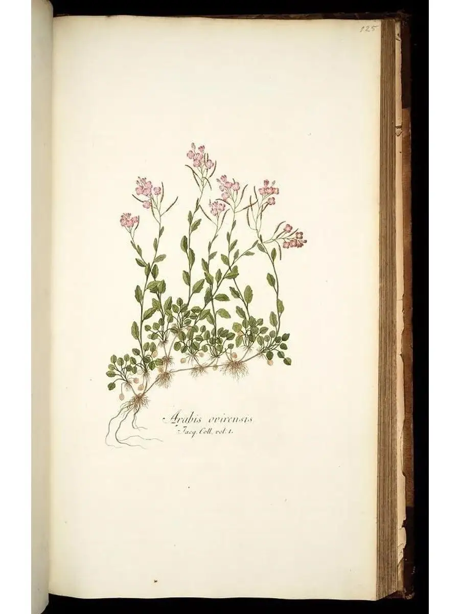 Ботаника постер на стену