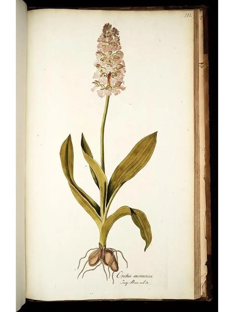 Ботаника постер на стену