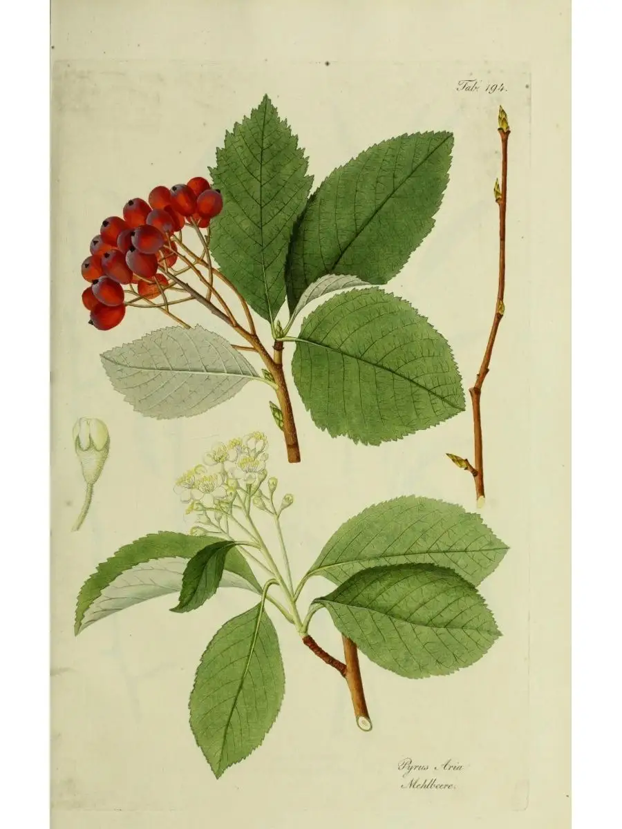 Ботаника постер на стену