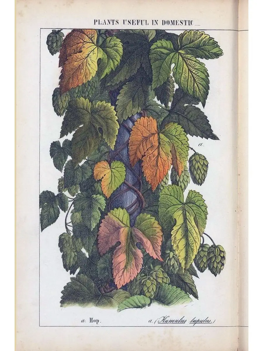 Ботаника табличка металлическая